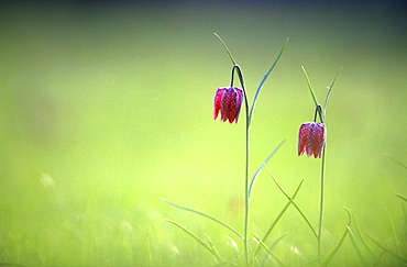 Snake's head fritillary (Fritillaria meleagris), UK