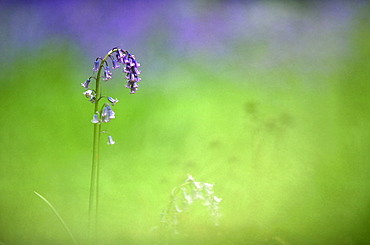 Bluebell (Hyacinthoides non-scripta), UK