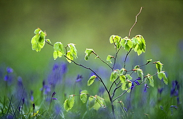 Beech sapling (Fagus sylvatica) and bluebells (Hyacinthoides non-scripta), UK