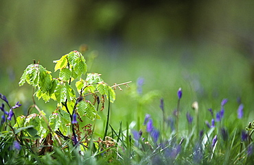 Beech sapling (Fagus sylvatica) and bluebells (Hyacinthoides non-scripta), UK