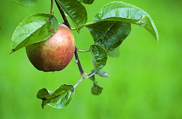 Orchard apple, UK