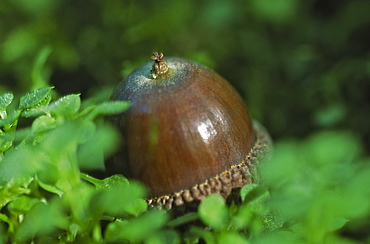 Acorn (Quercus robur), UK