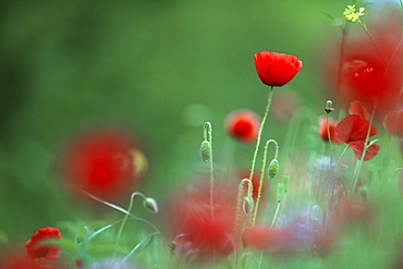 Common poppy (Papaver rhoeas), UK