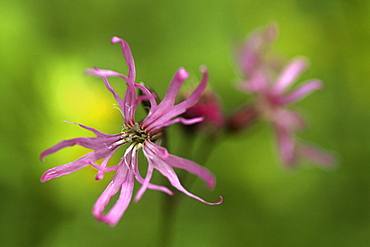 Ragged robin (Lychnis flos-cuculi), UK