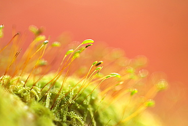 Close up of Moss sporophytes, UK