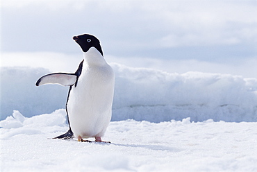 Adelie penguins (Pygoscelis adeliae), Paulet Island, Antarctica, Southern Ocean