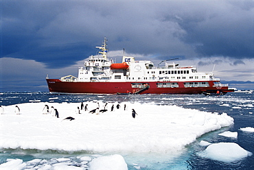 Adelie penguins (Pygoscelis adeliae) with ecotourism ship 'Polar Star' in background, Paulet Island, Antarctica, Southern Ocean