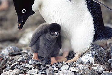 Adelie penguin (Pygoscelis adeliae) adult and chick, Paulet Island, Antarctica, Southern Ocean