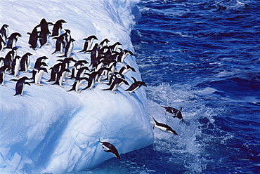 Adelie penguins (Pygoscelis adeliae),on an iceberg, South Georgia, Antarctica, Southern Ocean