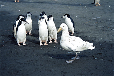 Southern giant petrel (Macronectes giganteus) white morph, and chinstrap penguins (Pygocelis antarctica), NB: penguins standing their ground against the petrel, antarctica, Southern Oceanl