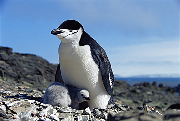 Chinstrap penguin (Pygoscelis antarctica) with chick, Hannah Point, Antarctica, Southern Ocean.