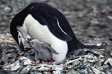 Chinstrap penguin (Pygoscelis antarctica) with chick, Hannah Point, Antarctica, Southern Ocean.