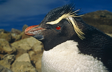 Rockhopper Penguin. Falkland Islands, Southern Ocean.