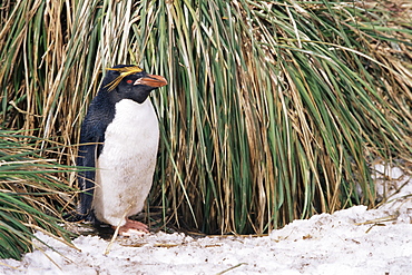 Macaroni penguins (Eudyptes chrysolophus) Nesting amoungst tussock and snow, South Georgia Island, Antarctica, Southern Ocean.