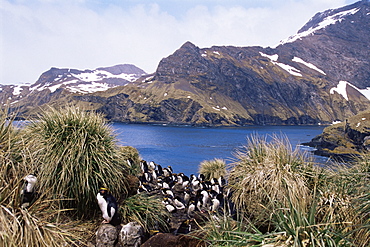 Macaroni penguins (Eudyptes chrysolophus) Nesting amoungst tussock and snow, South Georgia Island, Antarctica, Southern Ocean.