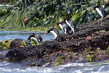 Snares creasted penguins (Eudyptes robustus) Penguins entering the water, Snares Island, New Zealand, Southern Ocean.