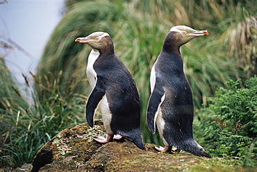 Two yellow eyed penguins (Hoiho), (Megadyptes antipodes), Enderby Island, Auckland Islands, Sub-antarctic Islands, New Zealand, Southern Ocean.