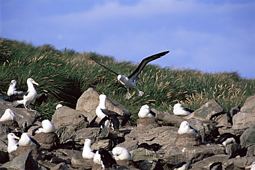 Black-browed albatross (Biomedea melanophris), landing at nesting colony, New Island, Falkland Islands, Southern Ocean.