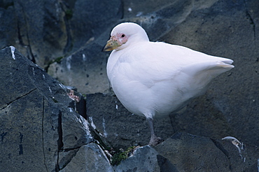 Snowy sheathbill (Chionis alba) on rock, Port Lockroy, Weinke Island, Antarctica, Southern Ocean