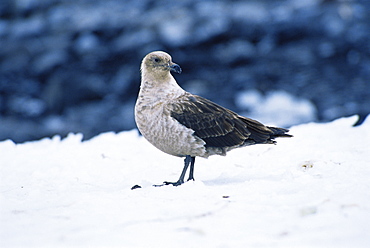 South polar skua (Catharacta maccormicki) on snow, much lighter plumage cf to Brown skua, Ross Sea, Antarctica, Southern Ocean