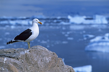 Black-backed gull (larus dominicus) Brown Bluff, Antarctica, Southern Ocean.