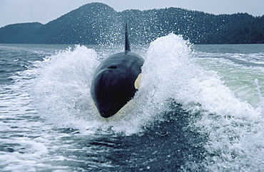 Orca/ Killer whale (Orcinus orca) 'Luna'  (L98) surfing in wake of Fisheries boat, 5-year old lone male in Nootka Sound, West Vancouver Island, Canada, North Pacific.