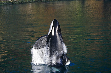 Keiko star of 'Free Willy' movie. Orca/killer whale (Orcinus orca) side breach. Vestmannaeyjar, Westman Islands), Iceland.