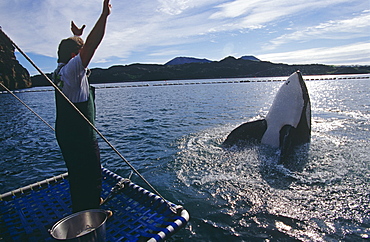 Keiko star of 'Free Willy' movie. Orca/killer whale (Orcinus orca). Vestmannaeyjar, Westman Islands), Iceland.