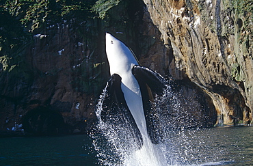 Keiko star of 'Free Willy' movie. Orca/killer whale (Orcinus orca). Vestmannaeyjar, Westman Islands), Iceland.