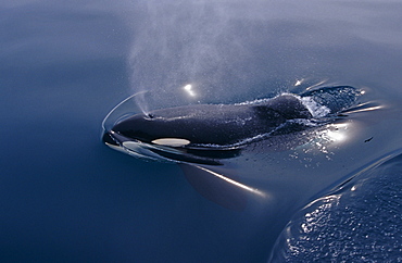 Keiko star of 'Free Willy' movie. Orca/killer whale (Orcinus orca). Vestmannaeyjar, Westman Islands), Iceland.