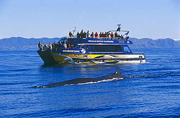 Sperm whale (Physeter macrocephalus) with eco-tourists on whale watch vessel MV Wheketere. Kaikoura, South Island, New Zealand.