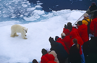 Polar bear (Ursus maritimus) and tourists aboard eco-tourism ship. Spitzbergen, Polar High Arctic, North Atlantic.