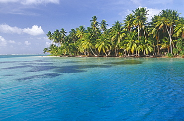 Coconut tree grove, Ifalik Island, Papua New Guinea, South Pacific Ocean.