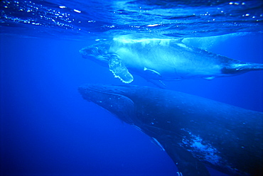 Humpback whale (Megaptera novaeangliae) cow and calf, underwater, Tonga, South Pacific