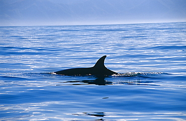 Dwarf Minke Whale ( Balenoptera acutorostrata subsp). Kaikoura, South Island, New Zealand.