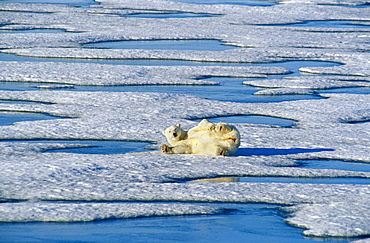 Polar bear (Ursus maritimus) rolling on snow ice pack. Spitzbergen, Polar High Arctic, North Atlantic.