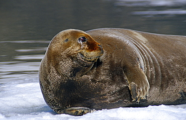 Bearded seal (Erignathus barbatus) hauled-out. Spitzbergen, North Atlantic Ocean.