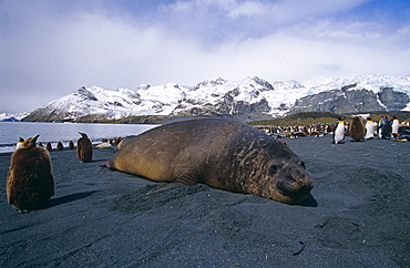 Southern elephant seal (Mirounga leonine) with king penguins (Aptenodytes patagonicus) in background, South Georgia Island, Antartica, Southern ocean.