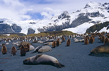 Southern elephant seal (Mirounga leonine) with king penguins (Aptenodytes patagonicus) in background, South Georgia Island, Antartica, Southern ocean.