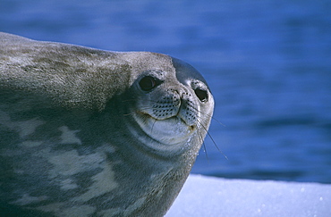 Weddell seal (Leptonychotes weddelli). Close up of head. Antarctic Peninsula, Southern Ocean.