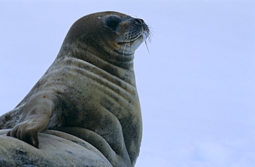 Weddell seal (Leptonychotes weddelli). Close up of head. Antarctic Peninsula, Southern Ocean.