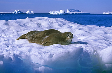 Weddell seal (Leptonychotes weddelli), hauled out. Antarctic Peninsula, Southern Ocean.