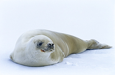 Crab eater seal (Lobodon carcinophaga) hauled out. Antarctic Peninsula, Southern Ocean.