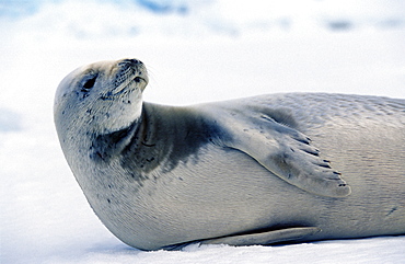 Crab eater seal (Lobodon carcinophaga) hauled out. Antarctic Peninsula, Southern Ocean.