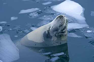 Crab eater seal (Lobodon carcinophaga) sleeping while floating at sea, near sea ice. Anvers Island, Antarctic Peninsula, Southern Ocean.