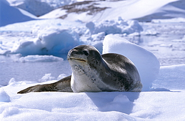 Leopard seal (Hydruga leptonnyx). Antarctic Peninsula, Southern Ocean.