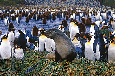 Antarctic fur seal ( Arctocephalus gazella) with king penguins (Aptenodytes patagonicus) in background, South Georgia Island, Antartica, Southern ocean.