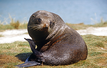 New Zealand fur seal (Arctochephalus forsteri) scratching. Pilots Bay, Otago Harbour, South Island, New Zealand.