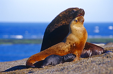 South American Sealion (Otaria flavescens) female and larger male. Punta Norte, Peninsula Valdez, Patagonia, Argentina.