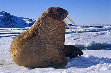 Walrus (Odobenus rosmarus rosmrus). Spitzbergen, Polar High Arctic, North Atlantic.